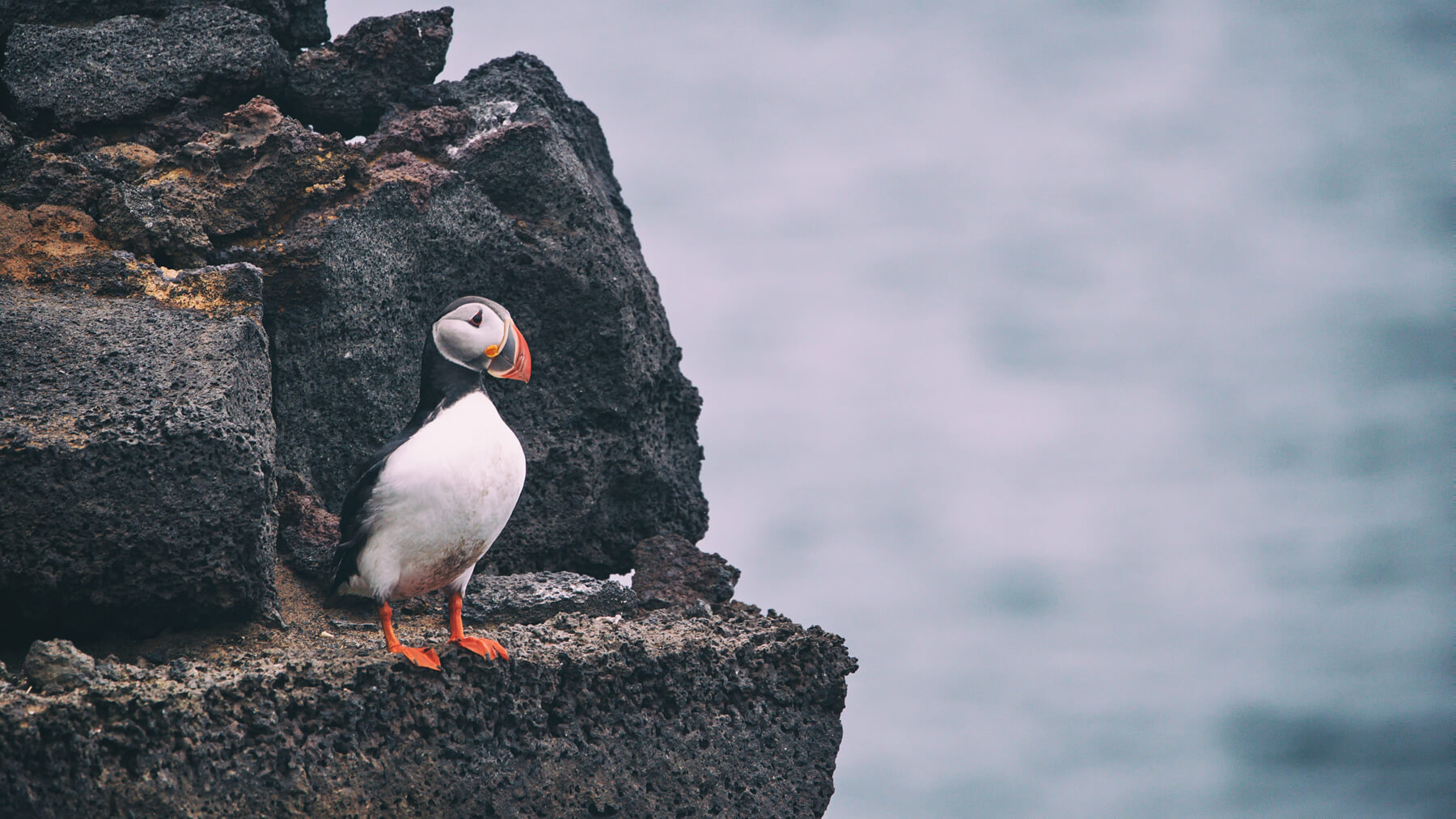 iceland puffin